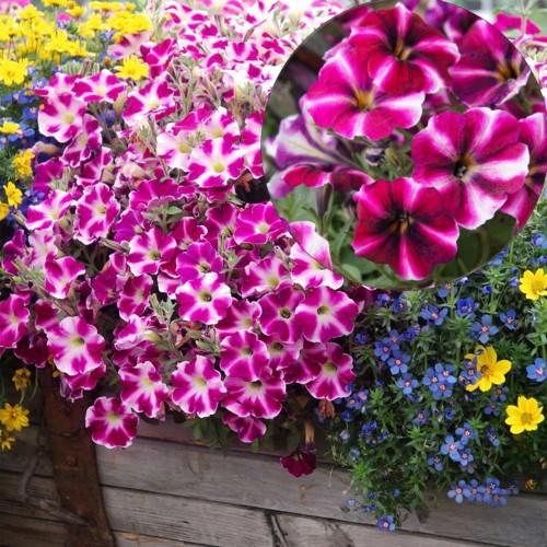 Petunia atkinsiana 'Cranberry Blast' - Petuunia 'Cranberry Blast' P9/0,55L